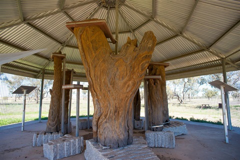Collymongle Carved Trees Collarenebri
